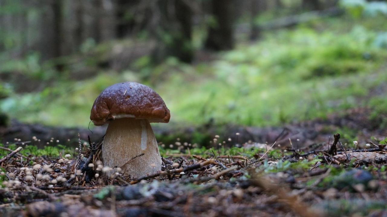 Le Vallon d'Armandine, gîte écologique Auvergne Saint-Hilaire  Esterno foto